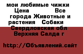 мои любимые чижки › Цена ­ 15 000 - Все города Животные и растения » Собаки   . Свердловская обл.,Верхняя Салда г.